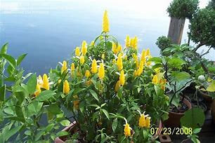 Pachystachys jaune6