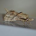 Pterostoma palpina notodontinae