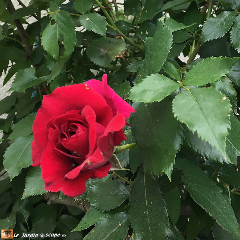 RED-PARFUM