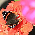 IMG_9022