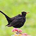 Merle noir, Turdus merula