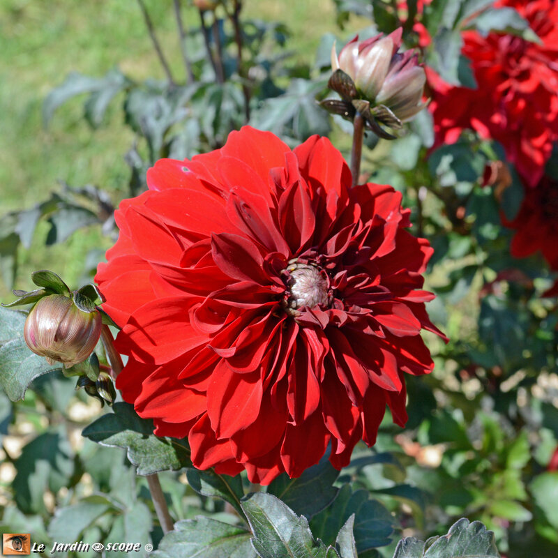 PAT_8024-Dahlias-Nova-Flore