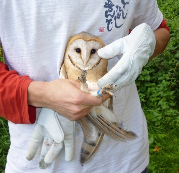 La Belle Histoire De Nounette La Petite Chouette Effraie Un Petit Coin De Nature