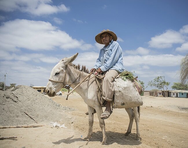 peru piura huangala mule