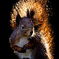 Un écureuil de feuilles avec beya, 20 inscrite