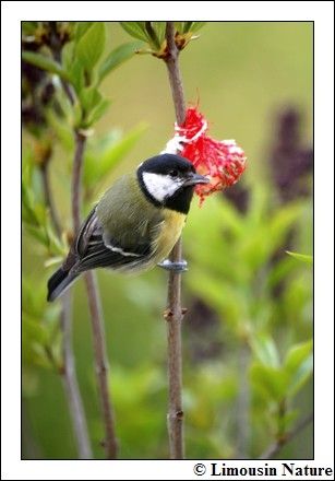 Comment Photographier Les Oiseaux Limousin Nature Par