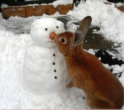 snowman_rabbit_big