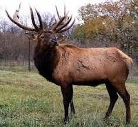 https://fr.wikipedia.org/wiki/Wapiti Résultat de recherche d'images pour "le wapiti"