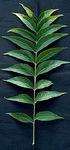 snleaf