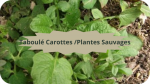 9 LAMPSANE(3)Taboulé Carottes Plantes Sauvages-modified