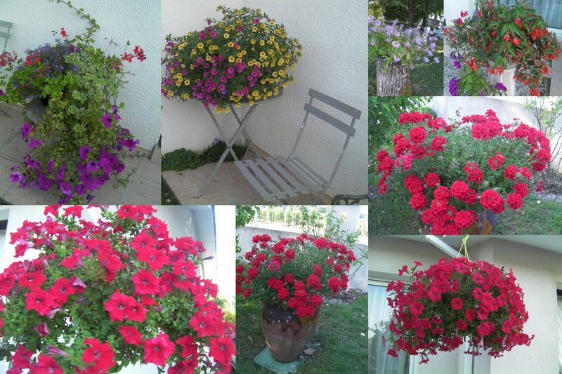 2014-07-04 fleurs jardin
