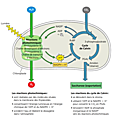 Terminale spécialité svt, chapitre 7: la nutrition des végétaux