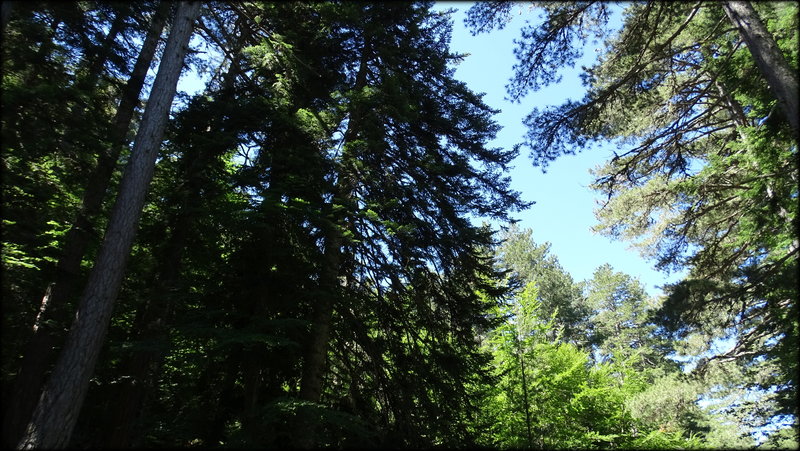 CORSE__FORET_RISQUES_MAJEURS_