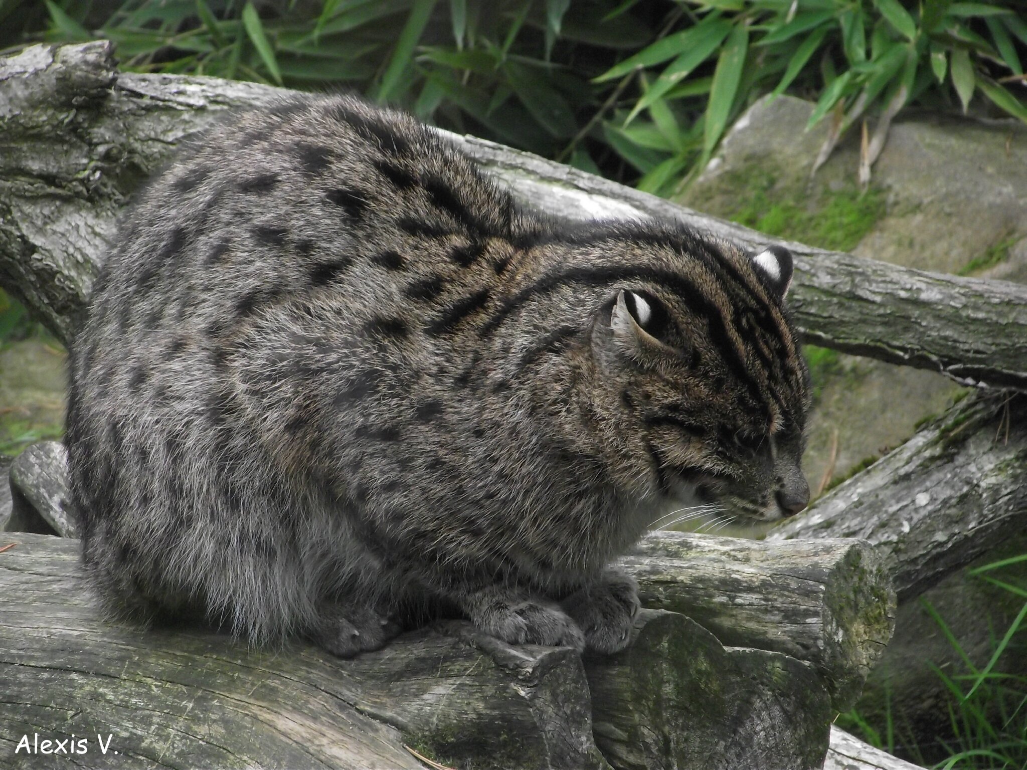 Le Chat Pecheur Zootographe Blog Non Officiel Du Zooparc De Beauval