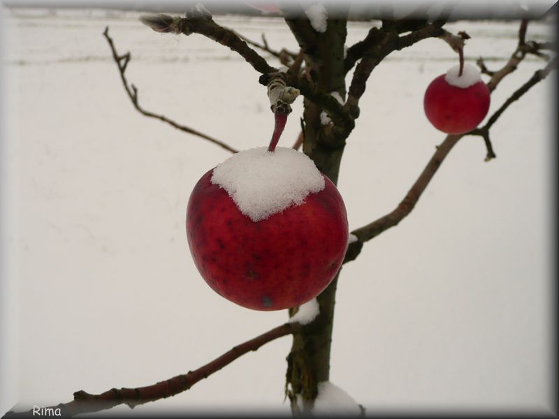 Rever De Tomber Dans Les Pommes Nature en manteau blanc. - Faunaflore