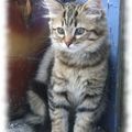 chatons-france-1172454870-1387275[1]
