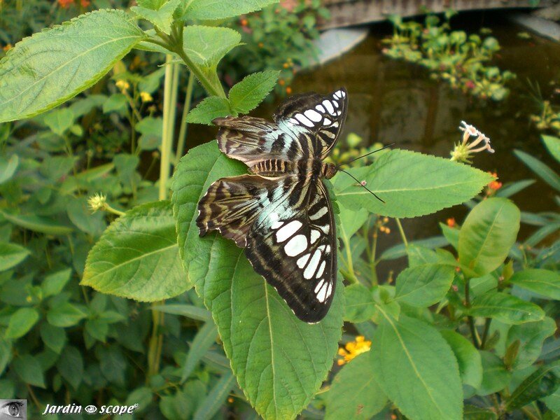 Parthenos sylvia lilacinus • Nymphalidae