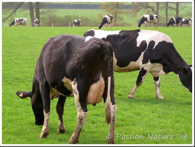 La vache Prim'Holstein (16)