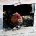 Poule au pondoir
