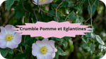 3 Eglantier(3)Crumble Pommes et Eglantines-modified