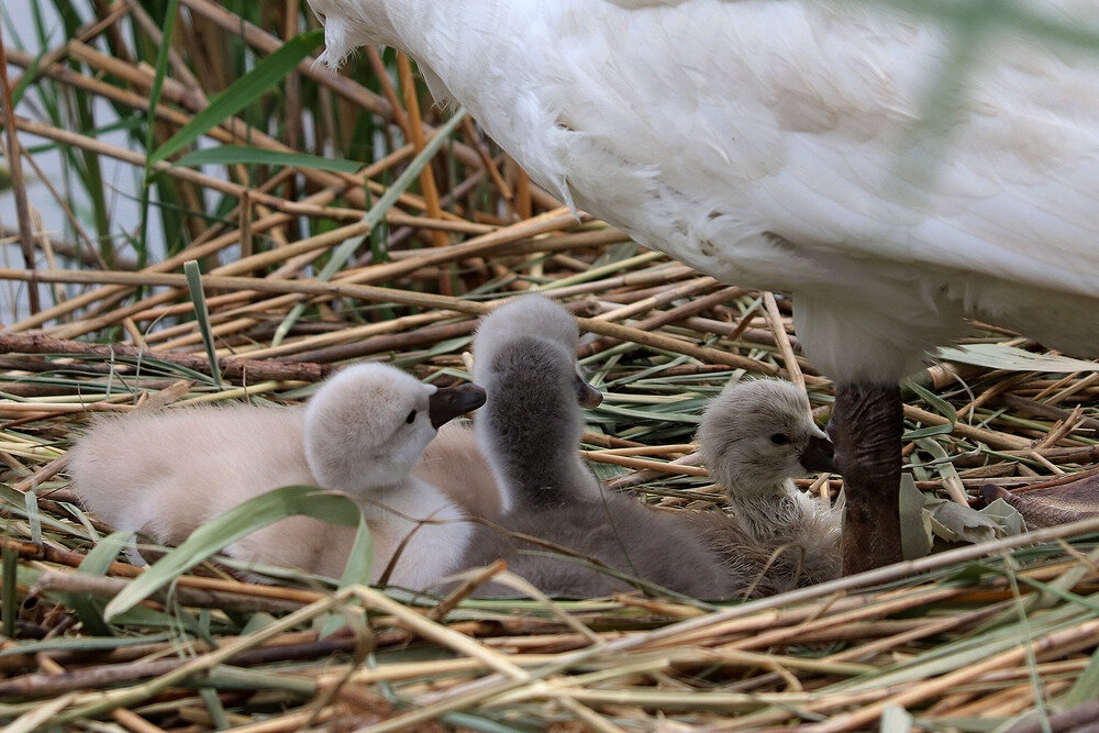 Naissance D Un 4eme Cygneau A La Baie De Memard La Faune Au Fil Des Randos