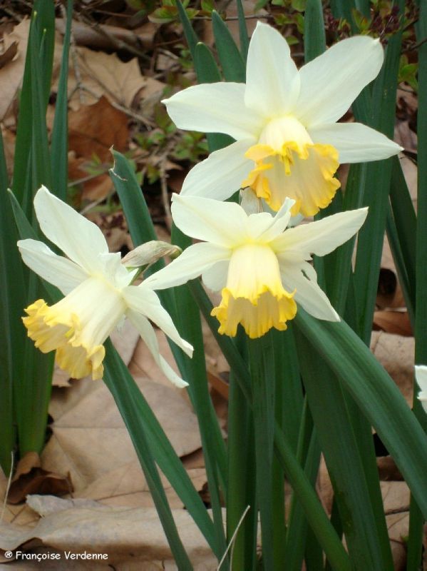 Narcisse des poètes (Narcissus poeticus) - Allée fleurie