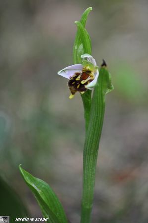 Orchidée abeille • Ophrys apifera