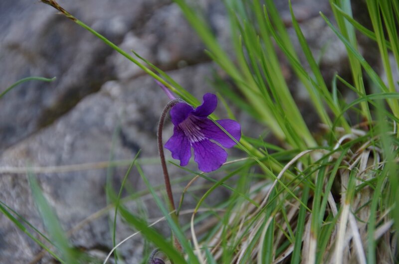IMGP9385