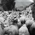 Transhumance départ_A99A4334nb