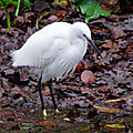 Aigrette