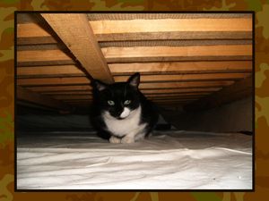 Princesse en convalescence chatte sauvage après stérilisation et retrait portée petits