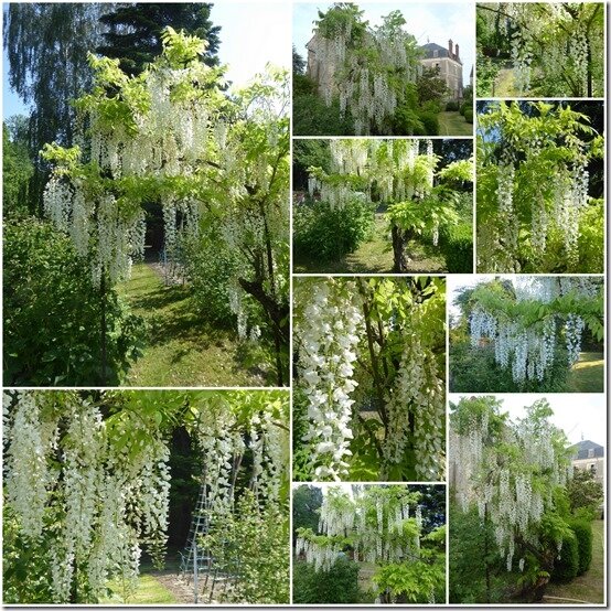 glycine blanche