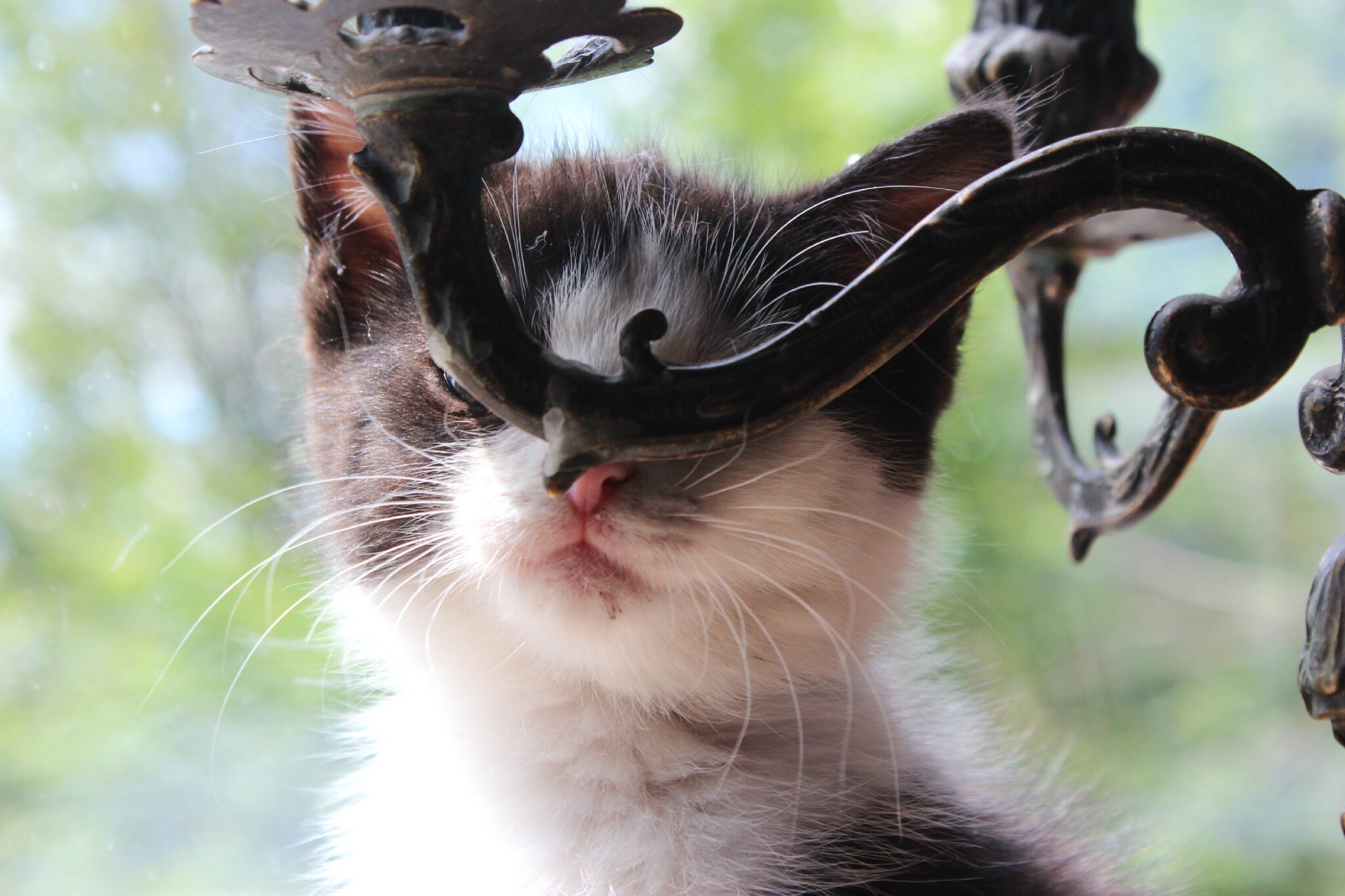 A Quoi Sert La Moustache Du Chien Les moustaches de Fabien