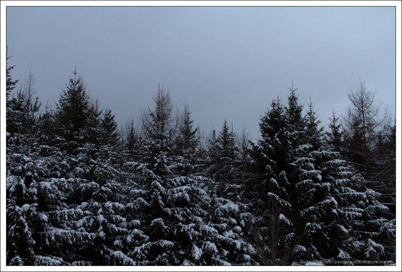 IMG_2162-1
