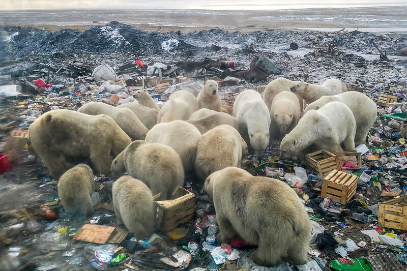 Dans-l-Arctique-russe-les-ours-polaires-menaces-par-l-homme