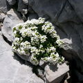 tel un bouquet blanc posé sur la pierre