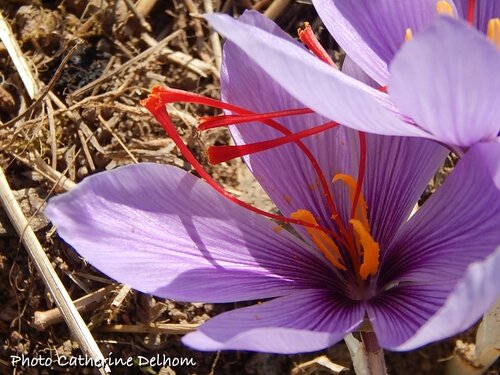 Fiche de culture : Cultivez votre propre safran (Crocus sativus)