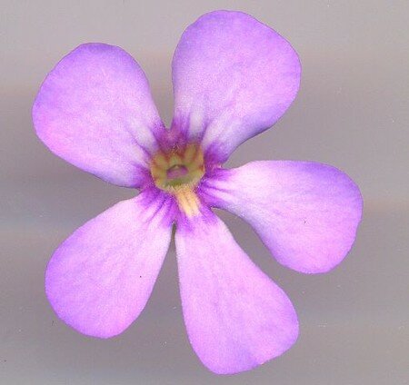 pinguicula