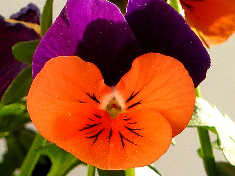 P1520465