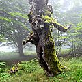 Hêtre mort en haut du Bois Serròt de Boish.