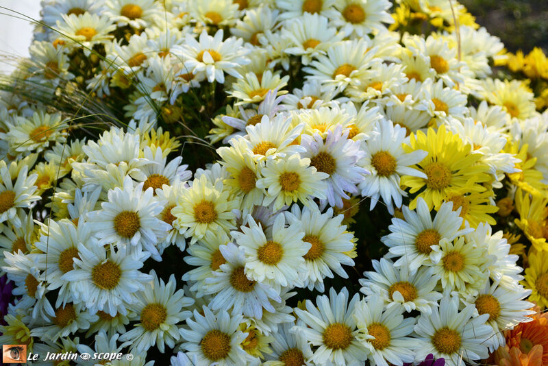 PAT_9096-Chrysanthème