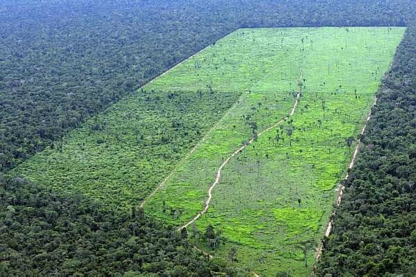 Décryptage de la déforestation par Greenpeace - Prenons le temps d'aller au  Brésil...