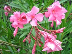 Laurier Rose Une Brindille Au Jardin