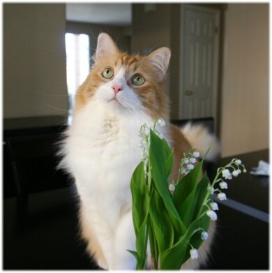 muguet (4)