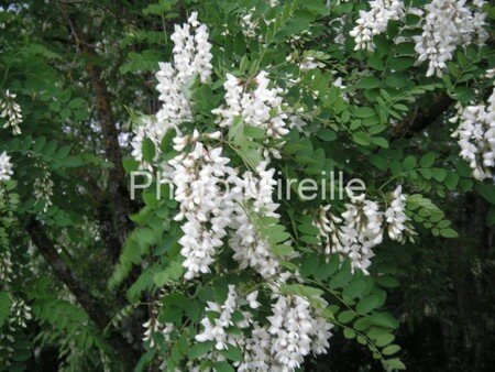 fleur_d_accacia_2_