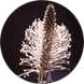 Plantain