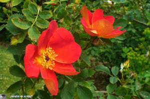 jardins_de_Roquelin_47
