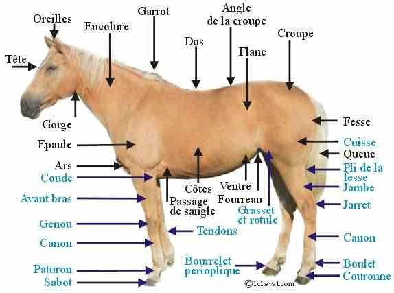 Description des differentes partie du corps du cheval