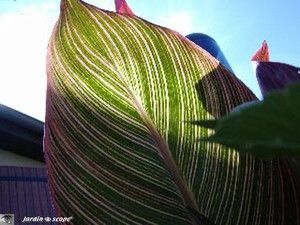 Canna Tropicanna