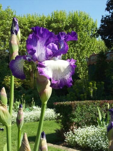 Iris : une symphonie de couleurs toute l'année - Jardin au Naturel